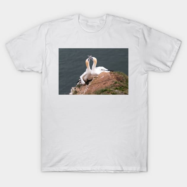 Pair of gannets T-Shirt by HazelWright